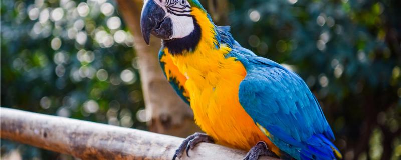 How to teach parrots to speak fastest