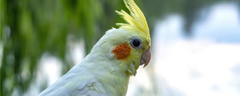 The life of Xuanfeng Parrot