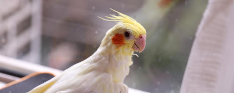 How many days are the Xuanfeng parrot incubation period