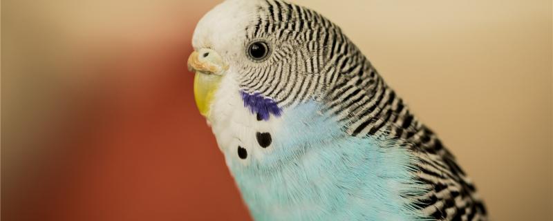 What do tiger parrots eat?