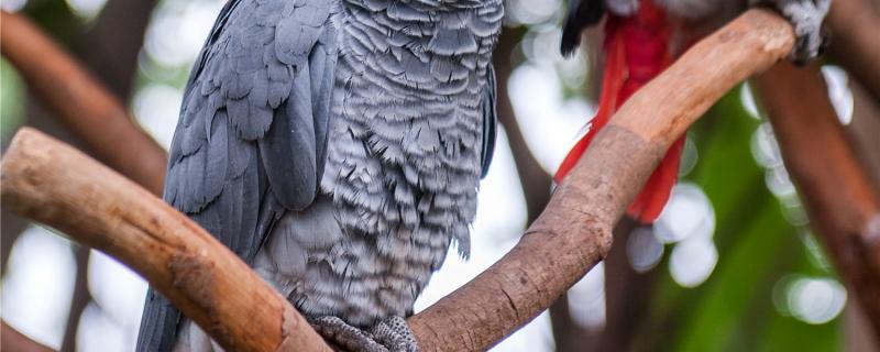 What should I do if my parrot is itching and always pecking