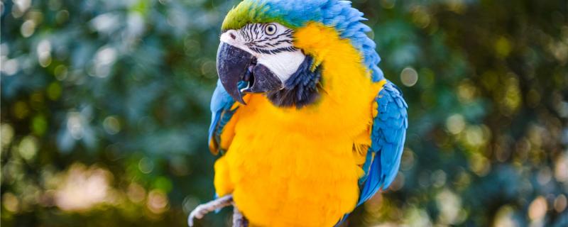 What's wrong with parrot pecking feathers