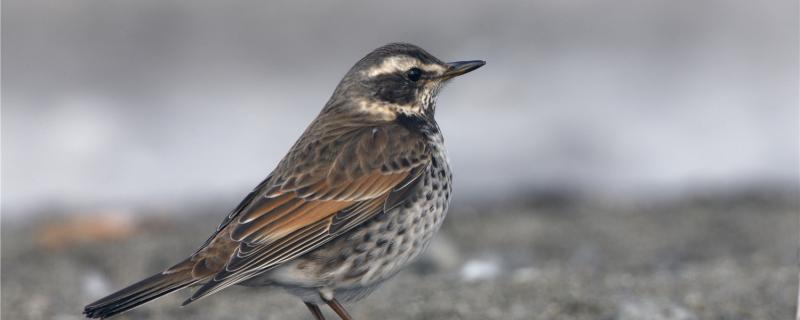Choose a thrush bird 7 and 5