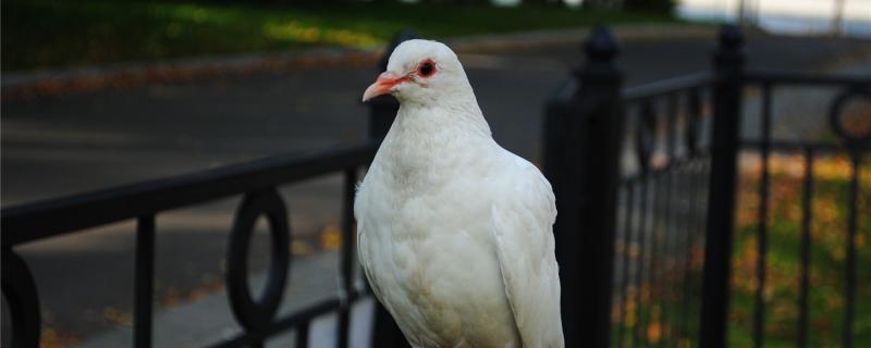 Can the pigeons in the dead shed be known to know their homes?