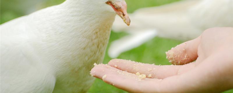 How to make pigeons gain weight quickly