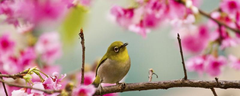 Harm of embroidered eyebirds