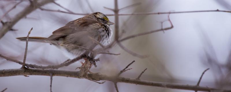 How to feed the sparrow young bird