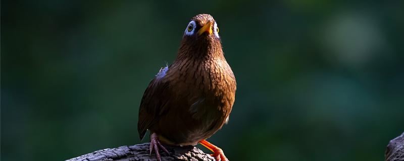 The correct method of moving the eyebrow bird