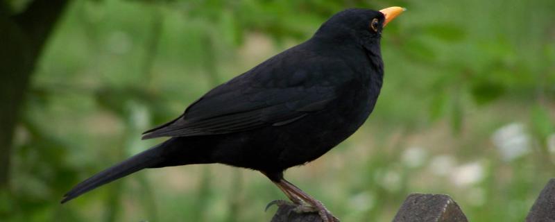 How to train Bird Bird to speak