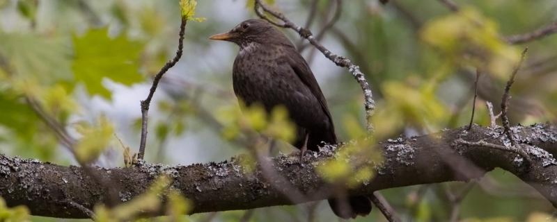 What food does Black Bird Young Bird eat?