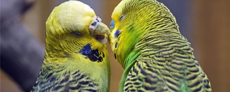 Can one male and two mother -in -law bodium breed?