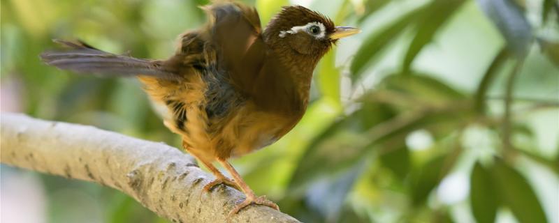 How to make thrush birds gain weight quickly