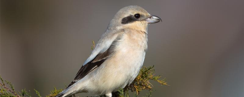 The disadvantage of raising the Bird