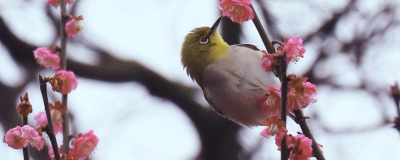 The best formula for embroidered bird food