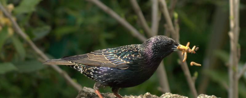 The young bird is a few times a day a day