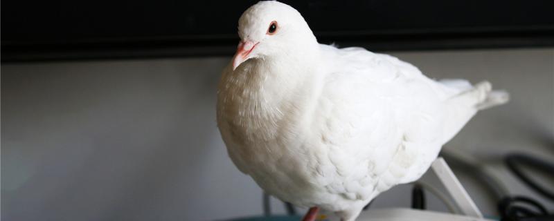 Pigeon is kept in a cage to support