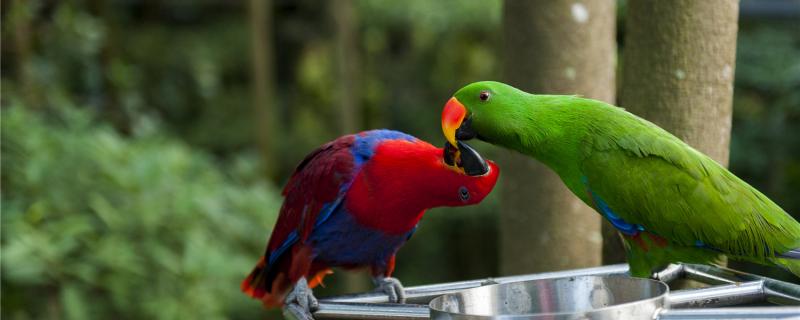What food does a parrot like to eat?