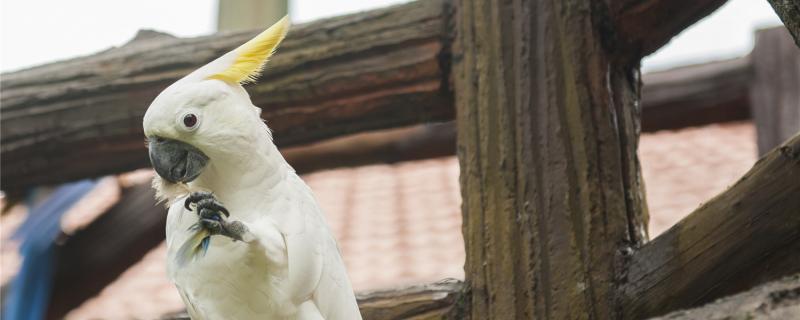 The benefits and disadvantages of parrots cut feathers