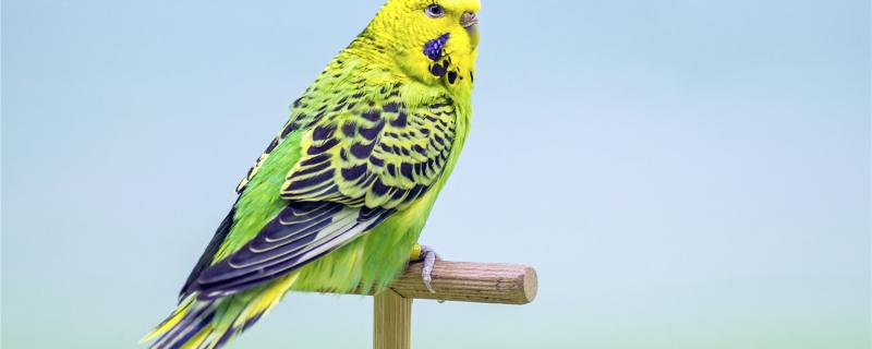 How big can a tiger parrot grow
