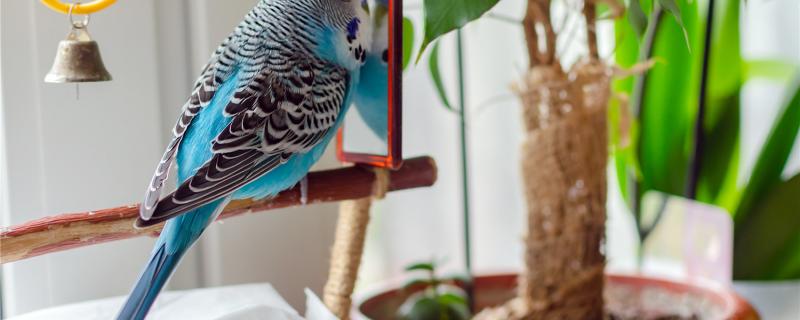 What vegetables and fruits can tiger parrot eat