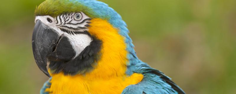 What's wrong with the parrot pulling water