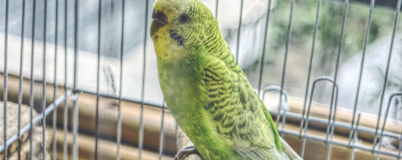 What does a tiger parrot prohibit?