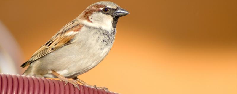 How to support a little sparrow