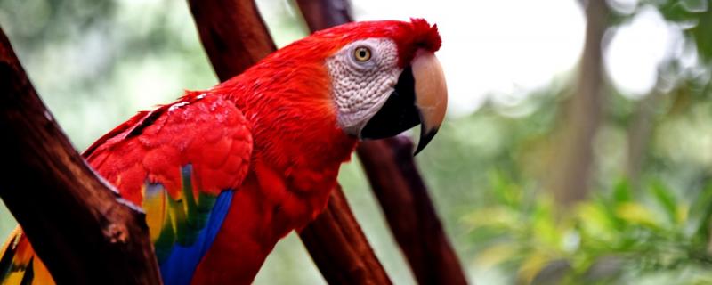 Will the parrot cut the feather sticky?