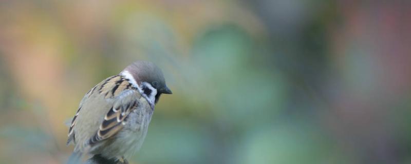 Can the sparrow convulsions still save live