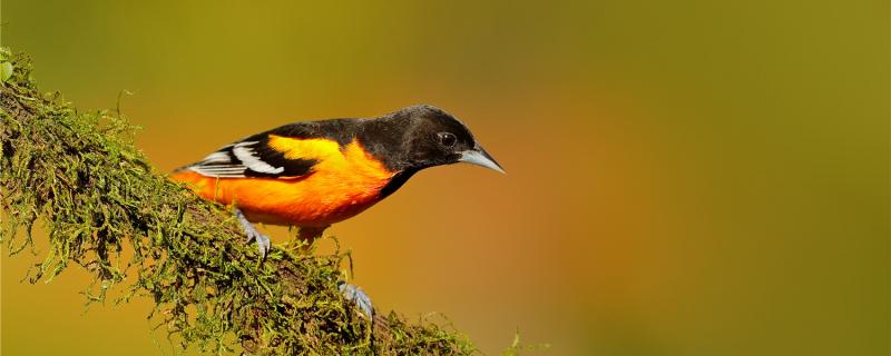 Why are there not many people raising yellow birds