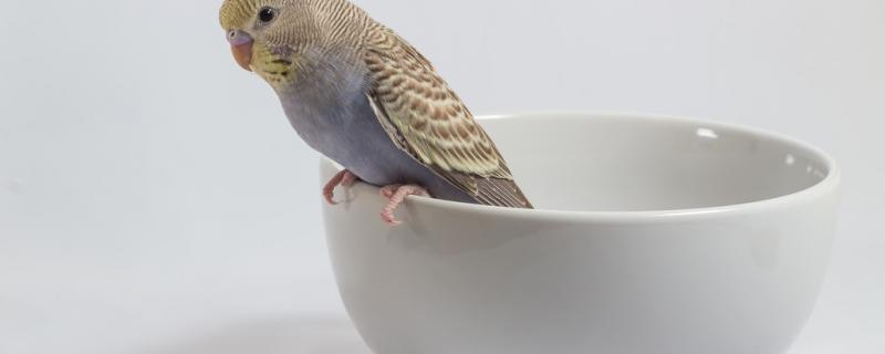 What is the cause of the parrot and how to treat the feathers and how to treat it