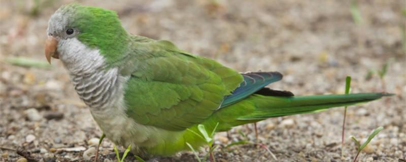 The monk parrot recognizes a few masters in his life