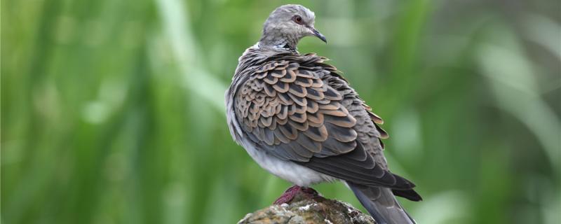 How long is the memory of turtle doves generally