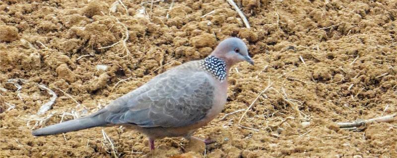 Winter turtle dove the young bird will freeze to death