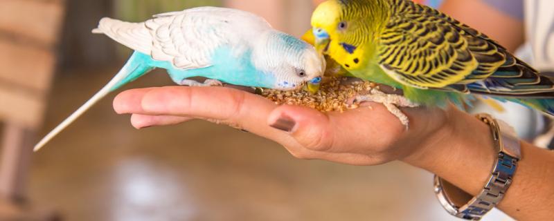 Can the parrot catch a cold medicine?