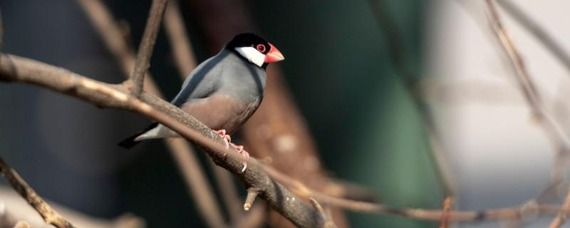 Gray Bird's breeding and reproduction