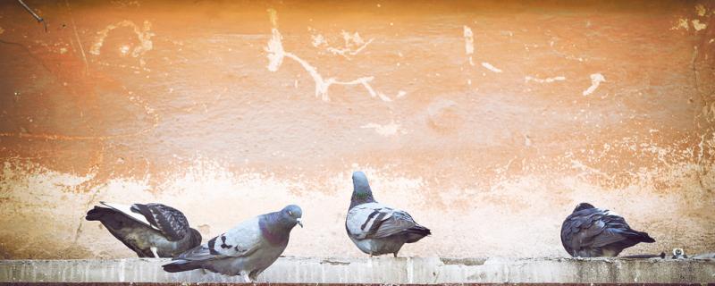 Public pigeon passing together for a few days to match
