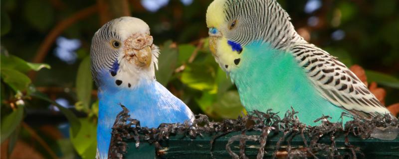 How to tame the tiger parrot bites?