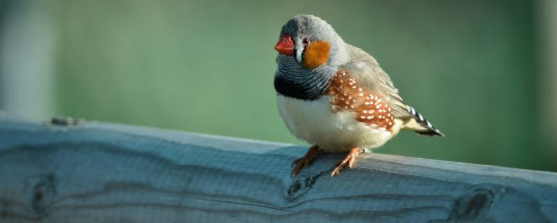 How to make pearl birds like you