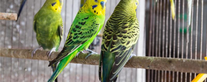 What's wrong with parrot pulling thin?