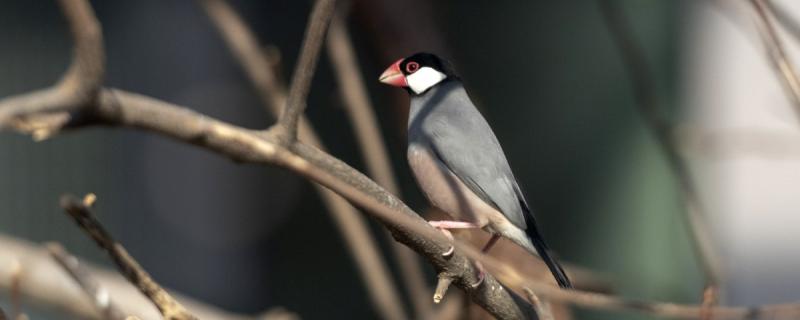 Newborn Bird Introduction Knowledge