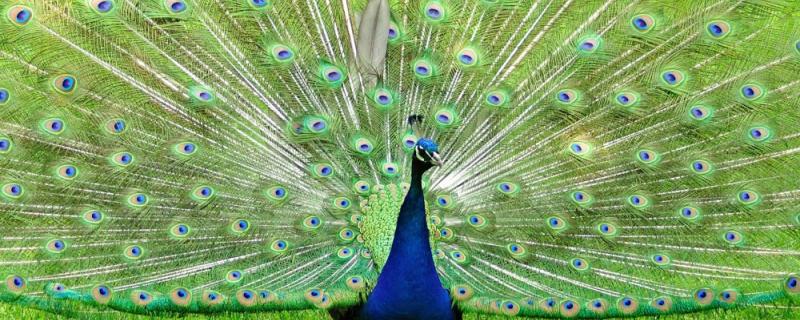 Peacock life